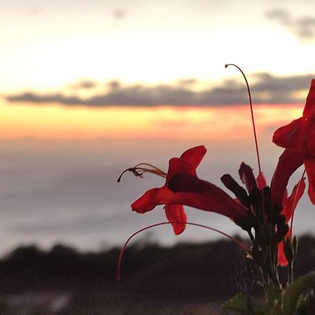 El Jardin De Las Pleyades Los Llanos De Aridane Buitenkant foto
